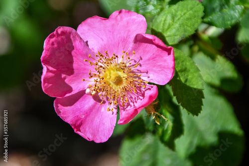 Pink Climbing rose in a spring garden