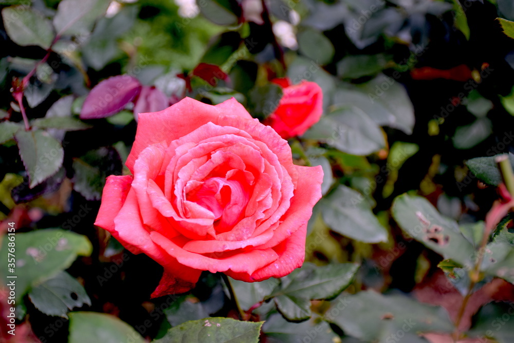 Rose Rose