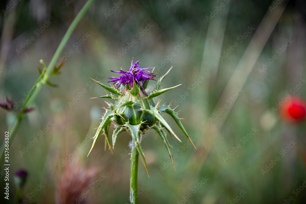 flor silvestre de color violeta en primavera Stock Photo | Adobe Stock flor silvestre de color violeta en primavera Stock Photo | Adobe Stock