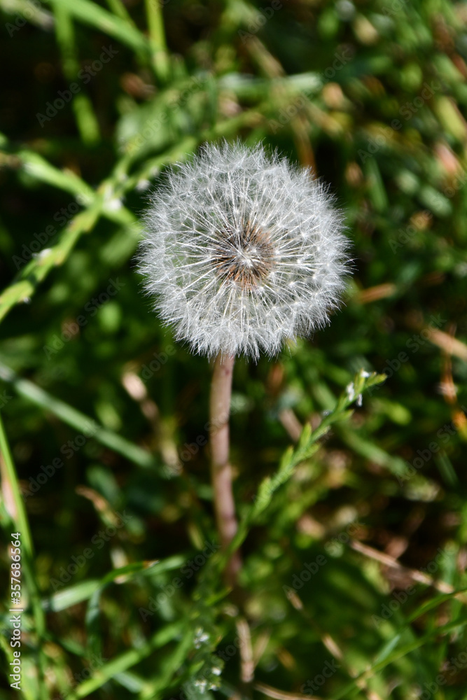 Dandelian blowball weed on lawn in spring or summer Dandelian blowball weed on lawn in spring or summer