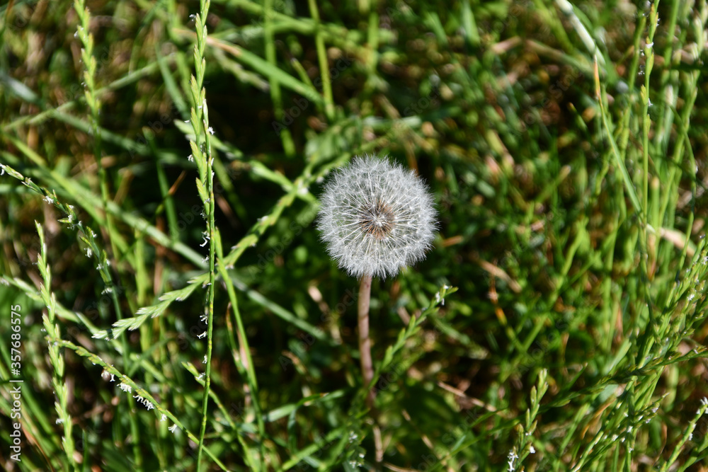 Dandelian blowball weed on lawn in spring or summer Dandelian blowball weed on lawn in spring or summer