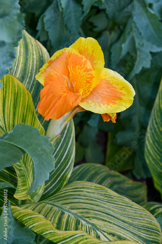 Exotic orange and yellow flower, Canna Pretoria