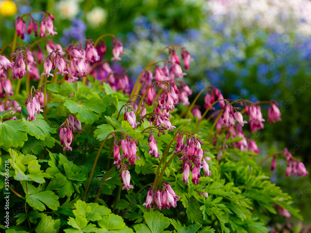 Blossom Dicentra Formosa in springtime, Flower of Dicentra Formosa in garden Blossom Dicentra Formosa in springtime, Flower of Dicentra Formosa in garden