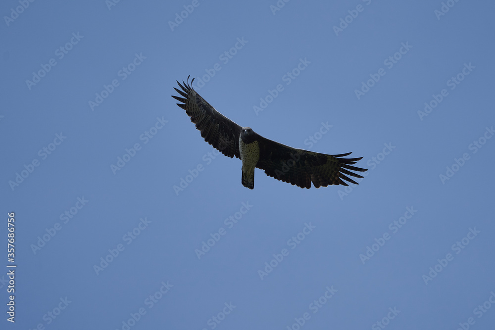 Martial eagle Polemaetus bellicosus large sub-Saharan Africa species of booted eagle subfamily Aquillinae Martial eagle Polemaetus bellicosus large sub-Saharan Africa species of booted eagle subfamily Aquillinae