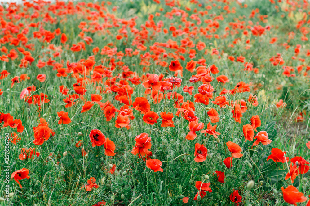 a beautiful field of red flowers looks like poppies or tulips.