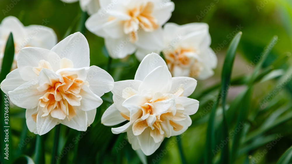 Narcissus flowers. Flower bed with drift yellow. Narcissus flower also known as daffodil, daffadowndilly, narcissus, and jonquil in springtime. Bulbous plants in the garden. Narcissus flowers. Flower bed with drift yellow. Narcissus flower also known as daffodil, daffadowndilly, narcissus, and jonquil in springtime. Bulbous plants in the garden.