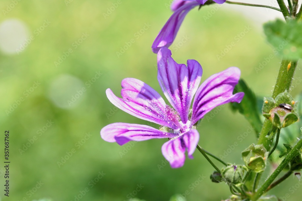 Fiore di prato