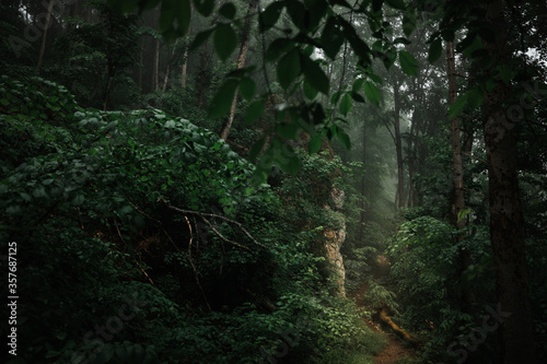 Fog and mist in a mysterious dark forest with light rays shining on the path.
