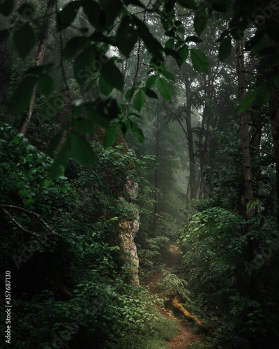 Fototapeta Naklejka Na Ścianę i Meble -  Fog and mist in a mysterious dark forest with light rays shining on the path.