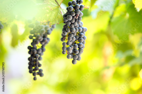 Clopse up of ripening grape fruit on vine branches in summer garden. photo