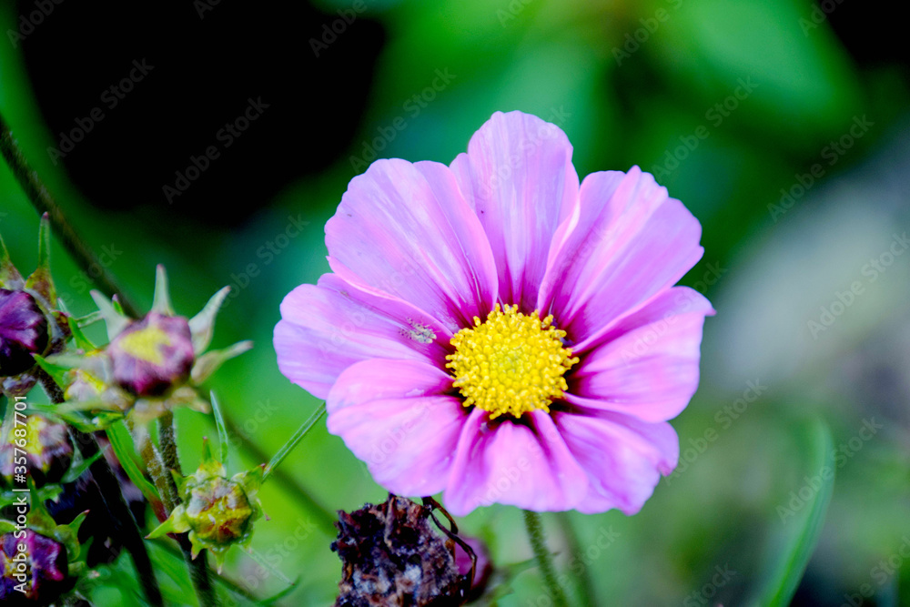 Obraz premium purple flower