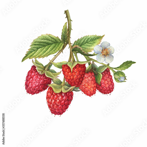 Foto Closeup of a branch of red raspberry fruits (known as Rubus idaeus) with green leaves