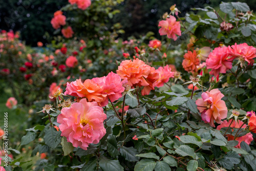 Beautiful rose bushes in park.
