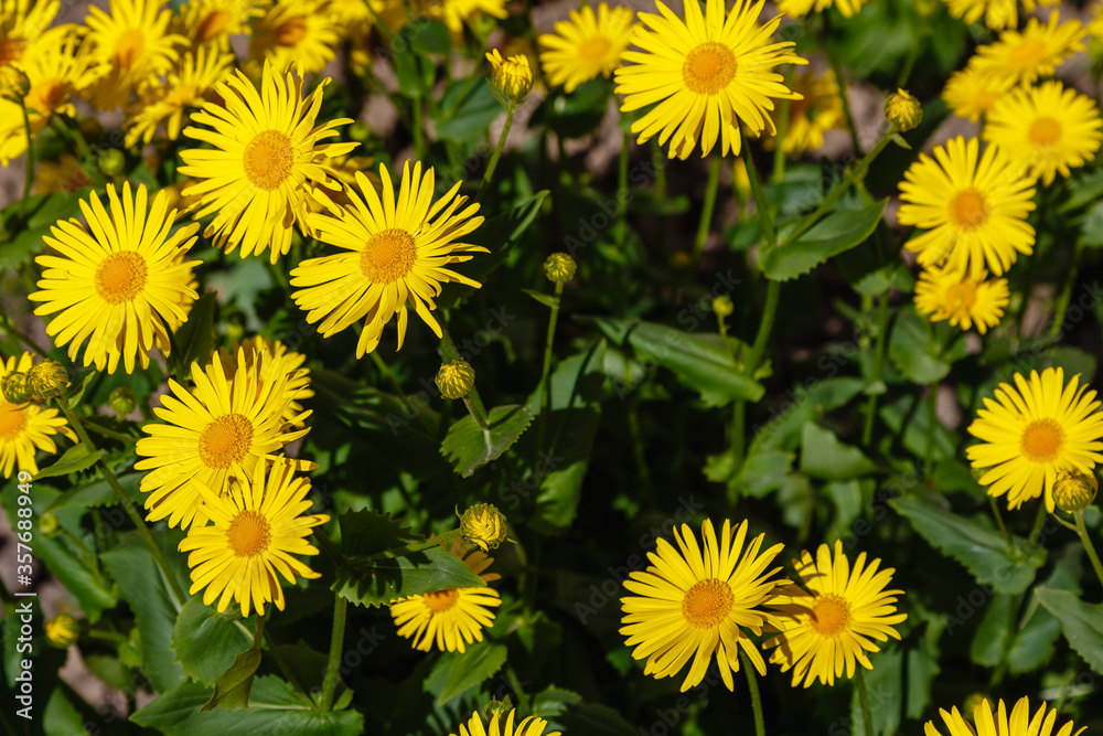 Yellow daisy in springtime. Yellow flowers in garden. Golden Yellow Flowering Doronicum Orientale Oriental leopard's bane Plants. Yellow daisy in springtime. Yellow flowers in garden. Golden Yellow Flowering Doronicum Orientale Oriental leopard's bane Plants.