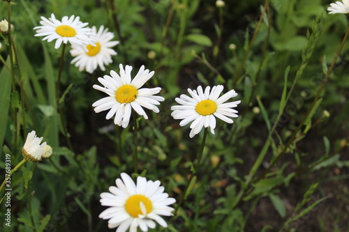 five or more camomile flowers with small white petals and a yellow orange center in the green grass with a place to insert text