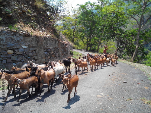Fototapet A herd of Indian Goats with a Goatherd