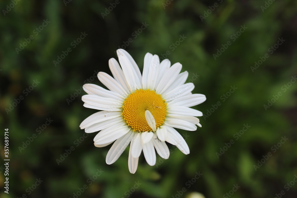 flora flower chamomile flower with many small white petals and a yellow or orange middle close up on top with a place to insert text flora flower chamomile flower with many small white petals and a yellow or orange middle close up on top with a place to insert text