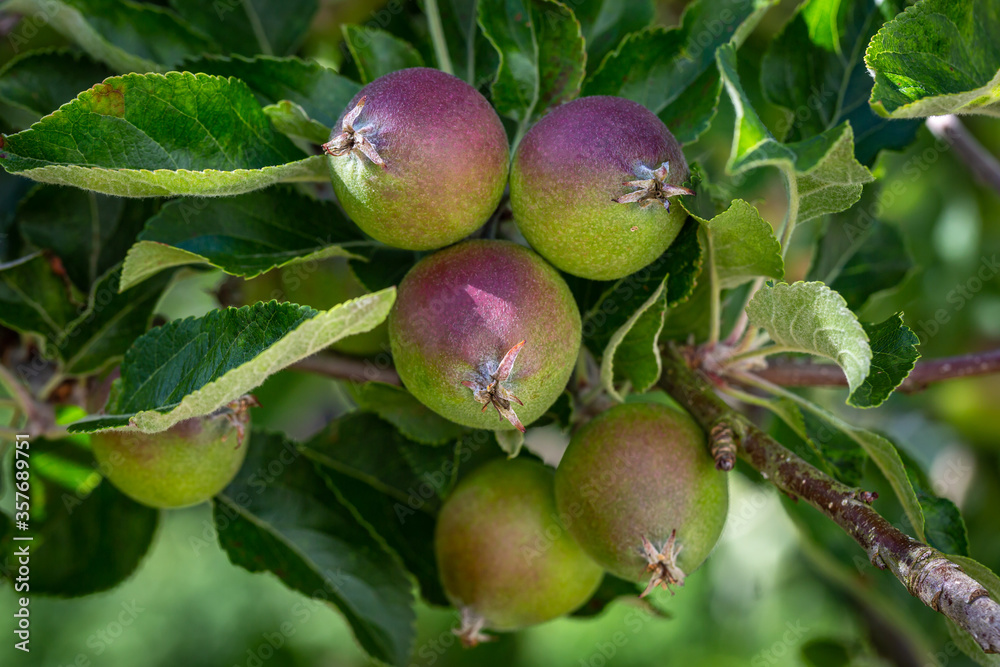 Fruit Growing on an Apple Tree in Early Summer Fruit Growing on an Apple Tree in Early Summer
