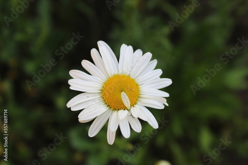 flora flower chamomile flower with many small white petals and a yellow or orange middle close up on top with a place to insert text