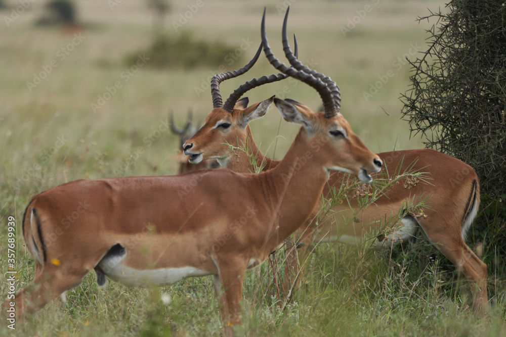 Impala Group Impalas Antelope Portrait Africa Safari Impala Group Impalas Antelope Portrait Africa Safari