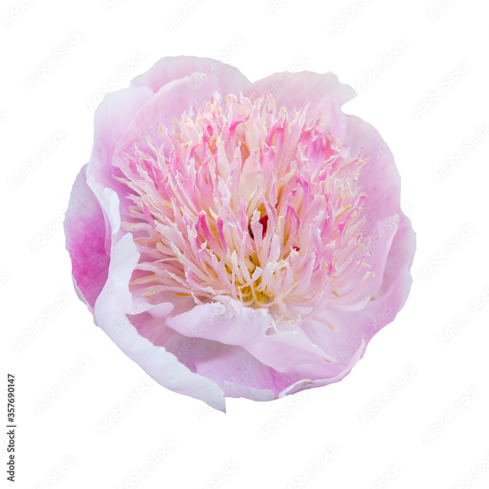 Beautiful peony flower isolated on white background. Flower arrangement and floral design Beautiful peony flower isolated on white background. Flower arrangement and floral design