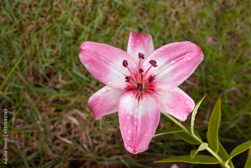 pink and white lily pink and white lily