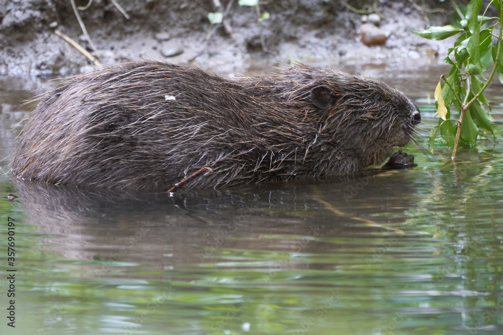 European Beaver Eurasian Castor Fiber Portrait River European Beaver Eurasian Castor Fiber Portrait River