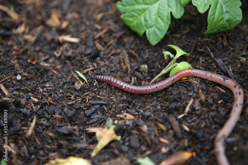 Earthworm photo