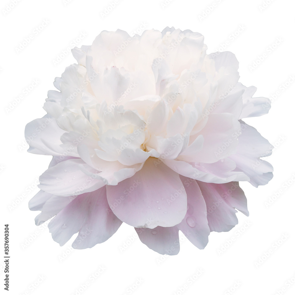Fototapeta Beautiful peony flower isolated on white background. Flower arrangement and floral design