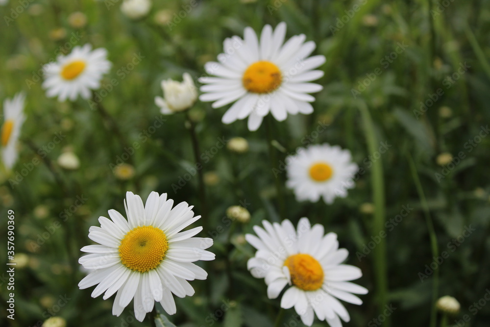 Fototapeta premium flora chamomile flowers with small white petals bright yellow center close up view from above or from the side with space for text