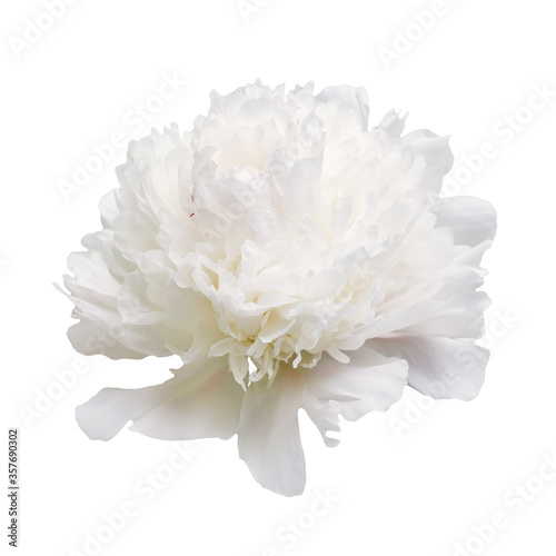 Beautiful peony flower isolated on white background. Flower arrangement and floral design © Flower_Garden