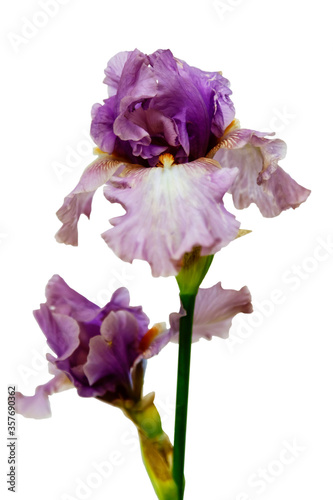 Yellow and violet Iris germanica with bud, bearded iris isolated on white. 