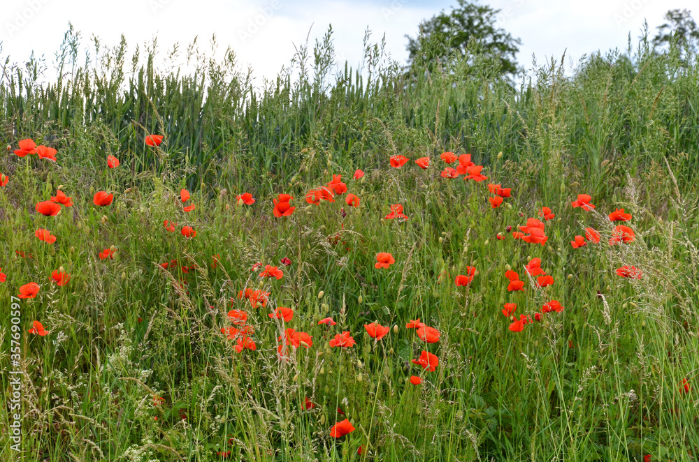 rote Mohnblumen am Feldrand