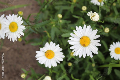five or more camomile flowers with small white petals and a yellow orange center in the green grass with a place to insert text