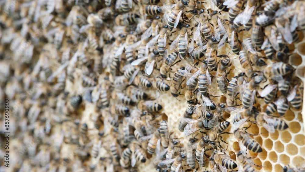 Honey Bee Brood. Brood care. The Birth of a Bee. Worker bee emerging from cell. The Honey Bee Life Cycle. Honey Bee Brood. Brood care. The Birth of a Bee. Worker bee emerging from cell. The Honey Bee Life Cycle.