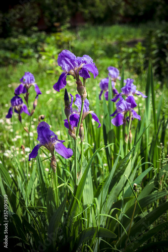 purple iris flower