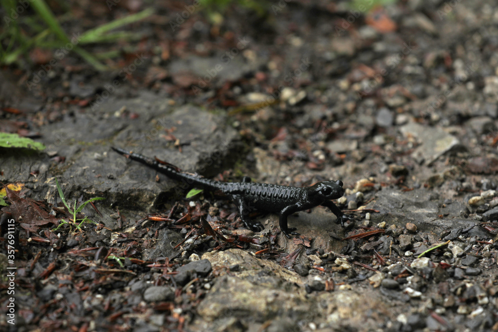 Fototapeta premium Alpensalamander