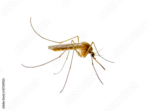 Infectious Dengue Mosquito Insect Isolated on White. Leishmaniasis, Encephalitis, Yellow Fever, Malaria, Mayaro Disease or Zika Virus Infected Mosquitoe Parasite Macro