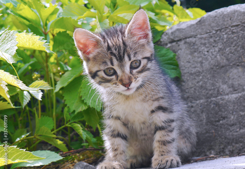 Wallpaper Mural Macro photo cute kitten sitting in the garden and green grass. Torontodigital.ca