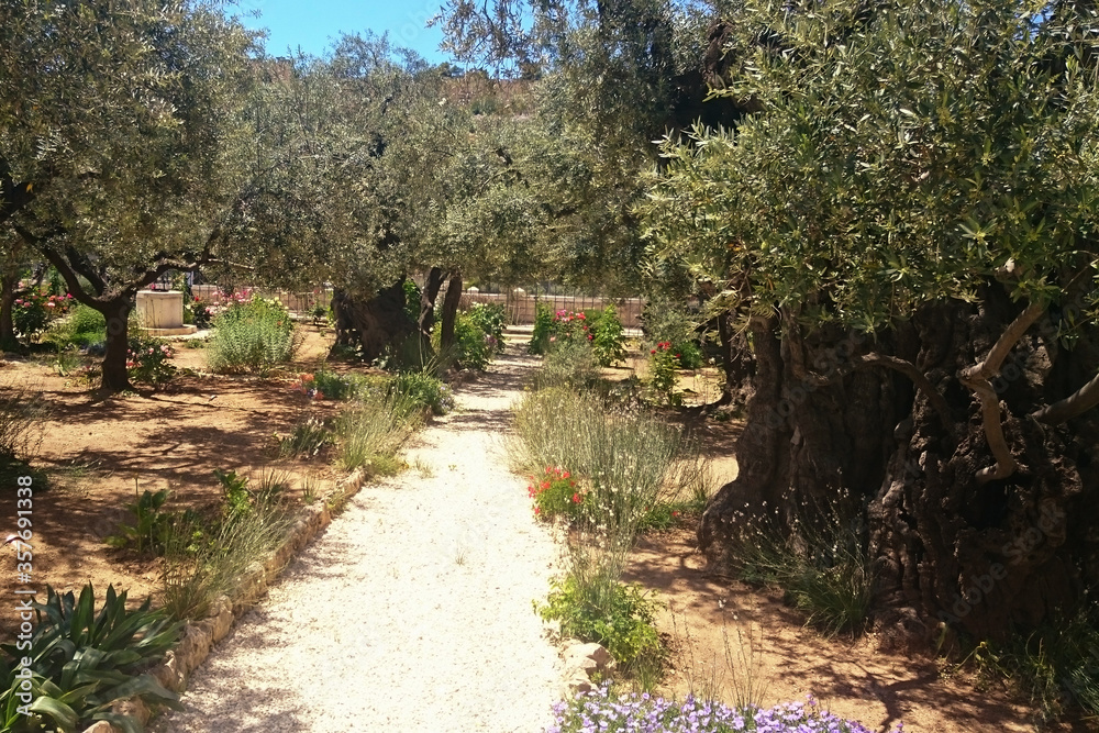 The Garden of Gethsemane in holy Jerusalem The Garden of Gethsemane in holy Jerusalem
