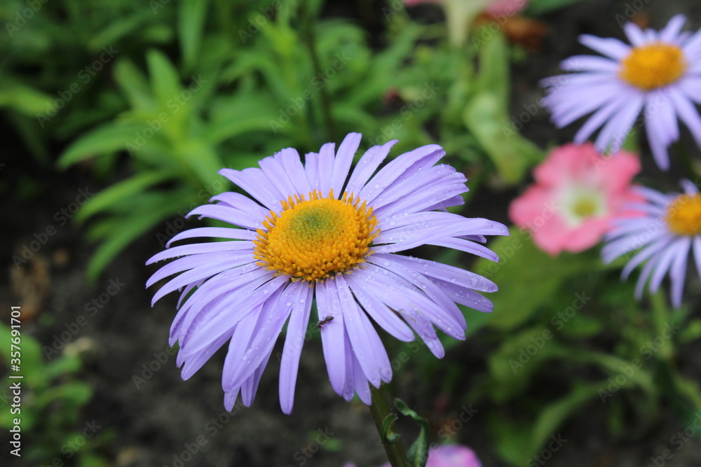 flora chamomile flower with blue small petals and yellow orange middle close up with a place to insert text flora chamomile flower with blue small petals and yellow orange middle close up with a place to insert text