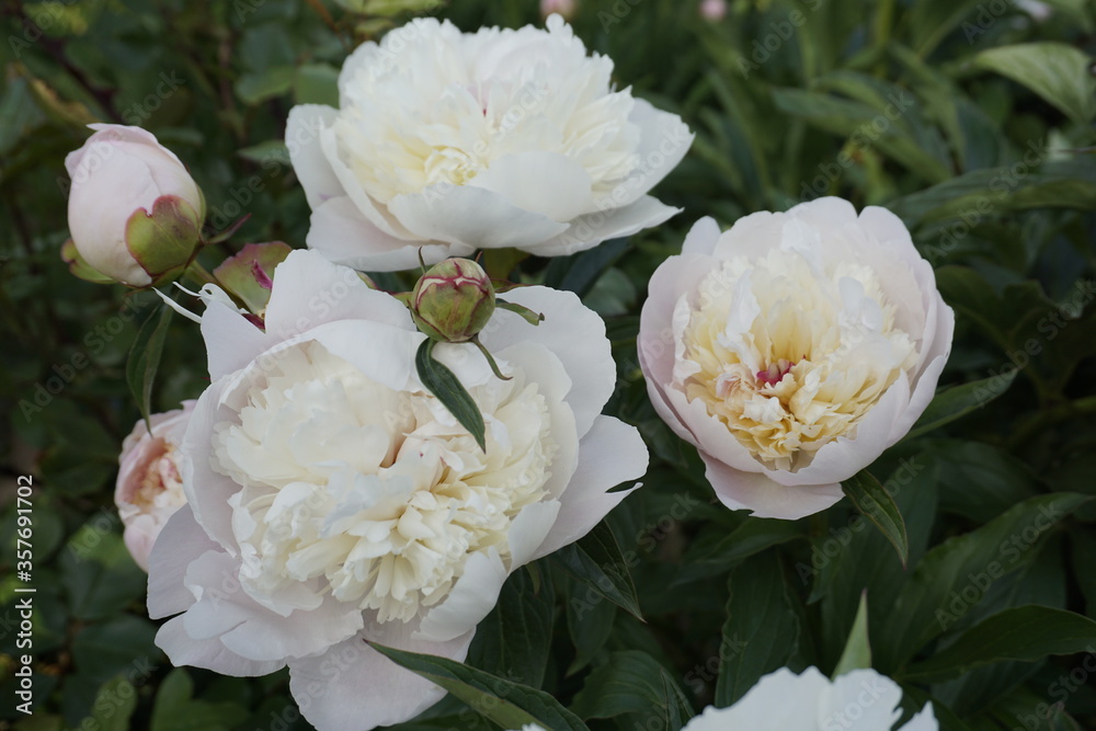 white rose bush white rose bush
