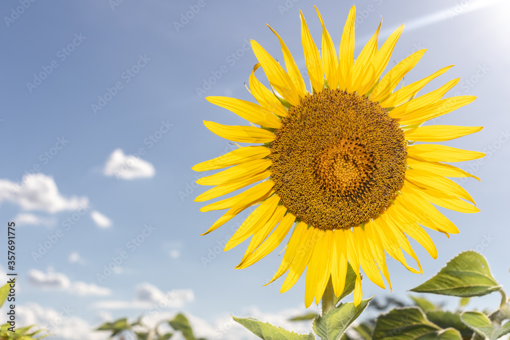 Single sunflower natural background. Beautiful sunflowers field with cloudy and blue sky. Single sunflower natural background. Beautiful sunflowers field with cloudy and blue sky.