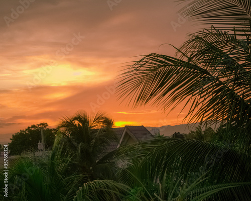 palm trees at sunset