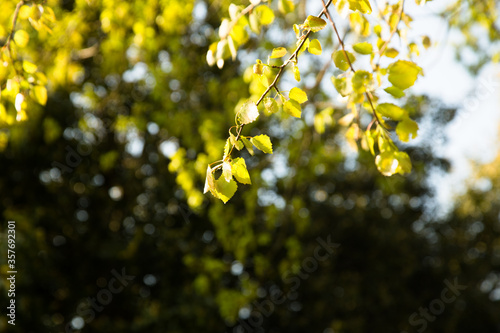 young birch leaves in the sunlight