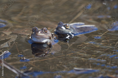 Water frog Pelophylax and Bufo Bufo in mountain lake with beautiful reflection of eyes Spring Mating © rocchas75