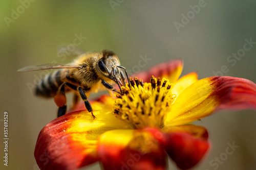 Nahaufnahme einer Biene auf der Suche nach Blütenstaub © Markus