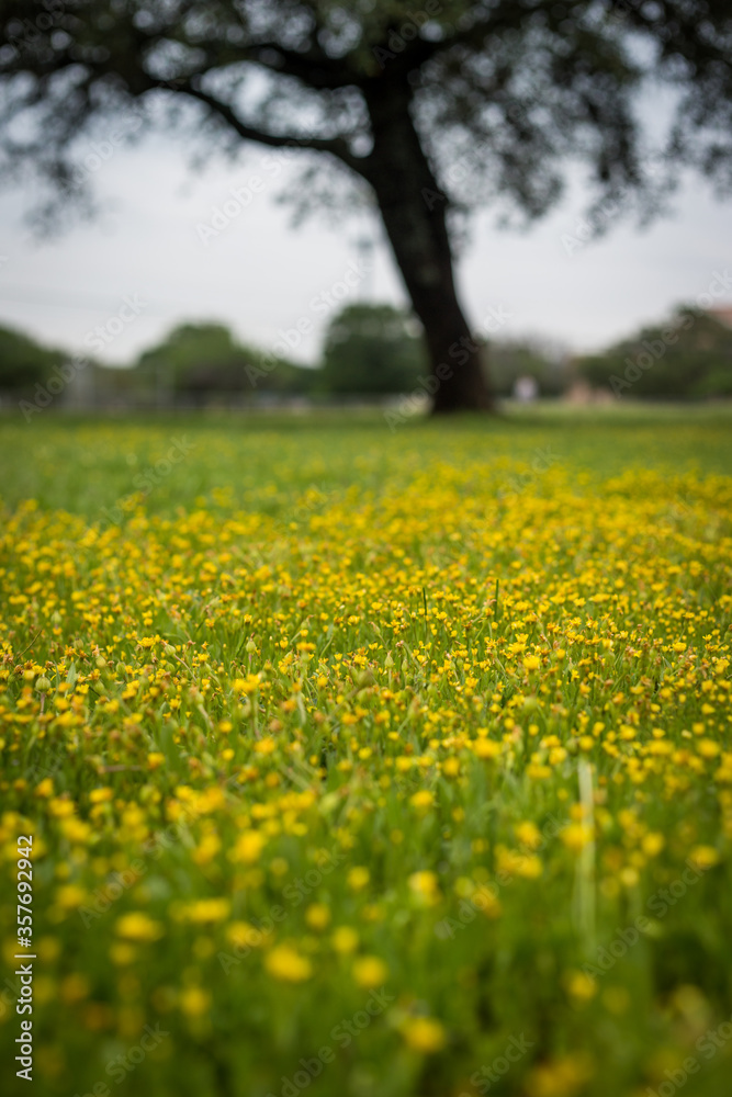 Fototapeta premium Field of Dandelions