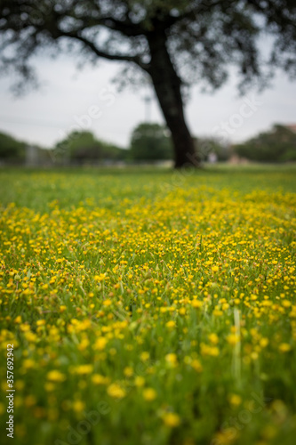 Field of Dandelions