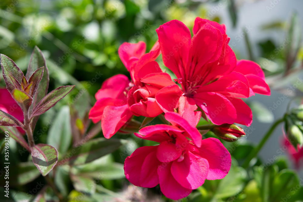 Pink spring geranium